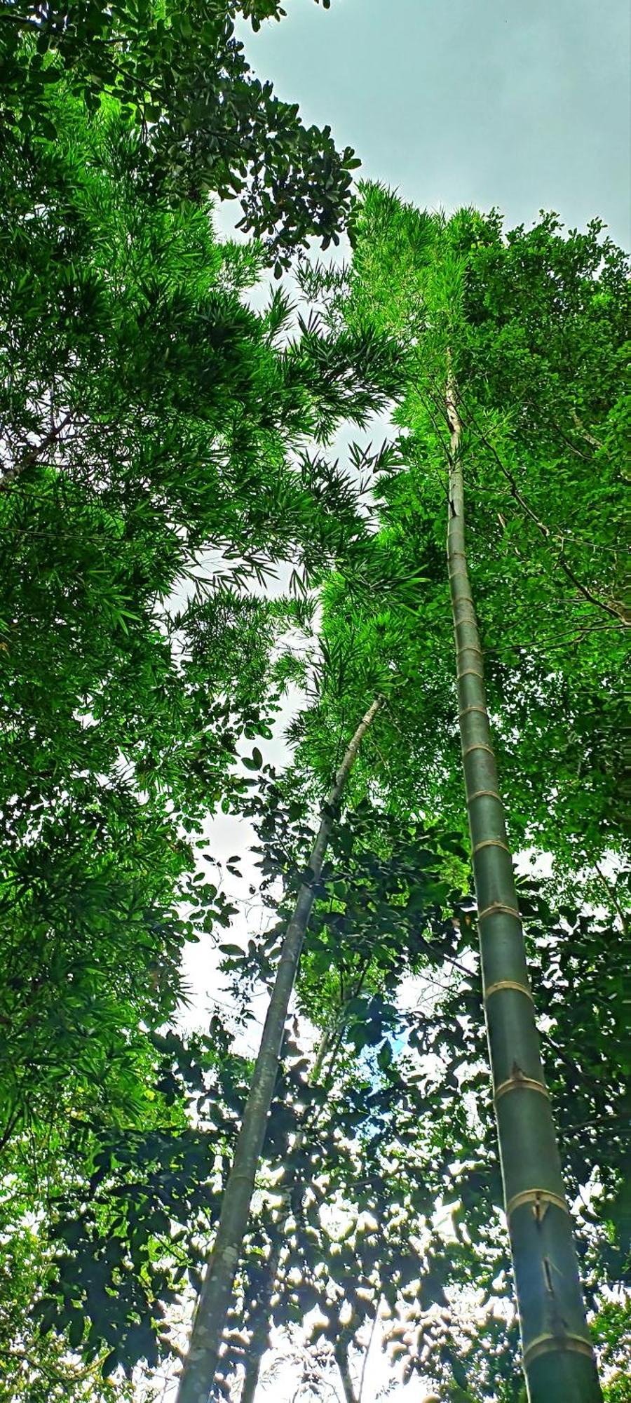 Hotel Ecologico Makalombia La Macarena Eksteriør bilde